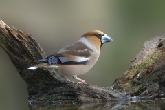 Hawfinch - Appelvink