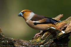 Hawfinch - Appelvink