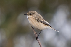 Aziatische Roodborsttapuit - Siberian Stonechat