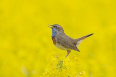 Bluethroat - Blauwborst