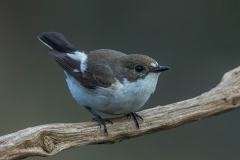 Pied Flycatcher - Bonte Vliegenvanger