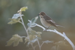 Bonte Vliegenvanger - Pied Flycatcher