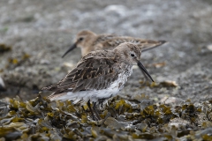 Bonte Strandloper - Dunlin