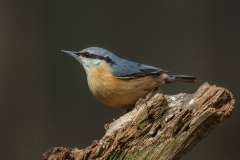 Eurasian Nuthatch - Boomklever