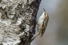 Short-toed Tree-creeper - Boomkruiper