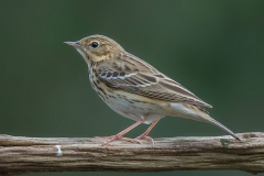 Tree Pipit - Boompieper
