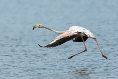 Flamingo - Europese Flamingo