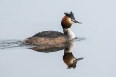 Great Crested Grebe - Fuut