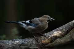 Jay - Gaai