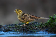 Yellow Bunting - Geelgors