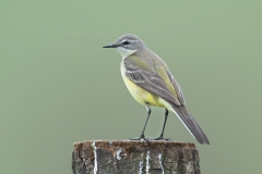 Yellow Wagtail - Gele Kwikstaart