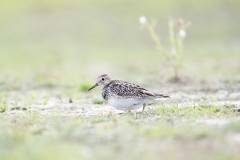 Gestreepte Strandloper - Pectoral Sandpiper