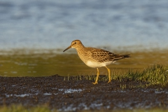 Pectoral Sandpiper - Gestreepte Standloper