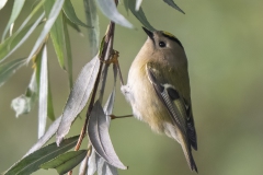 Goudhaan - Goldcrest