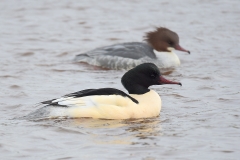 Goosander - Grote Zaagbek