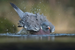 Wood Pigeon - Houtduif