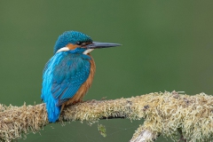 Kingfisher - IJsvogel
