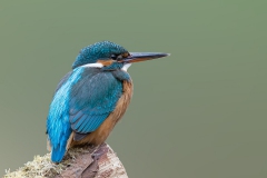 Kingfisher - IJsvogel