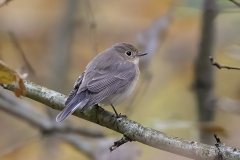 Kleine Vliegenvanger - Red-breasted Flycatcher