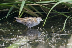 Little Crake - Klein Waterhoen