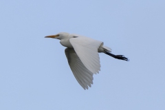 Koereiger - Cattle Egret