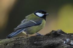 Great Tit - Koolmees