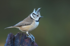 Crested Tit - Kuifmees