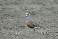 Dotterel - Morinelplevier