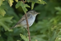 Noordse Boszanger - Arctic Warbler