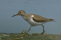 Common Sandpiper - Oeverloper