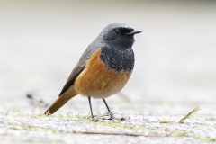 Oosterse Zwarte Roodstaart - Eastern Black Redstart