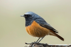 Black Redstart - Zwarte Roodstaart