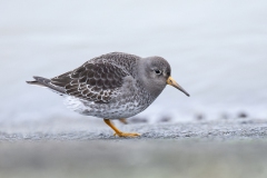 Paarse Strandloper