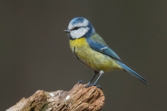 Blue Tit - Pimpelmees
