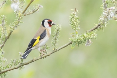 Goldfinch - Putter