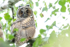 Long-eared Owl - Ransuil