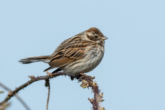 Reed Bunting - Rietgors