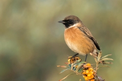 Stonechat - Roodborsttapuit