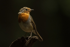 Robin - Roodborst