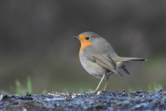 European Robin - Roodborst