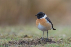 Stonechat - Roodborsttapuit