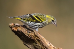 Siskin -  Sijs