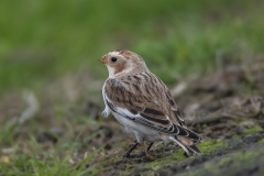 Sneeuwgors - Snow Bunting