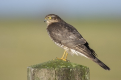 Sperwer - Sparrowhawk