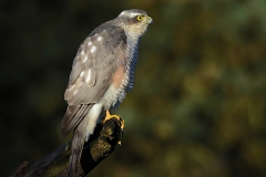 Eurasian Sparrowhawk - Sperwer