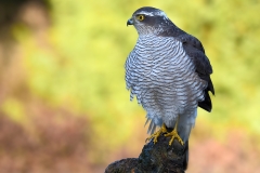 Eurasian Sparrowhawk - Sperwer