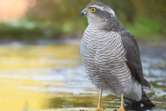 Eurasian Sparrowhawk - Sperwer
