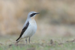 Common Weatear - Tapuit