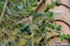Eye-browed Thrush - Vale Lijster