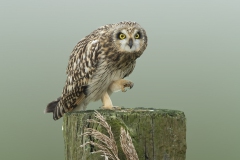 Short-eared Owl - Velduil